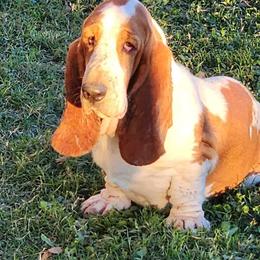Mnemosyne - Basset Hound