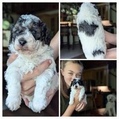 Blue collar boy - Black male Whoodle puppy in Kalispell, Montana from Countryman Whoodles