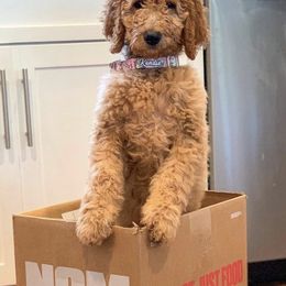 Goldendoodle Puppies from Sweets Doodles