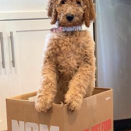 Goldendoodle Puppies from Sweets Doodles