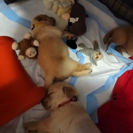 Golden Retriever Puppies from JK Goldens