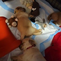 Golden Retriever Puppies from JK Goldens