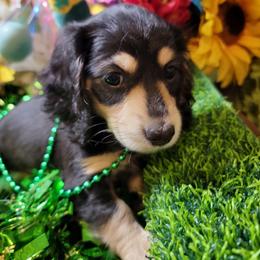 Nessie (Dapple Mc) (AKC and CKC registration invluded) - Black and cream female Dachshund puppy in Terlton, Oklahoma from CLARK'S BREEDING PROGRAM