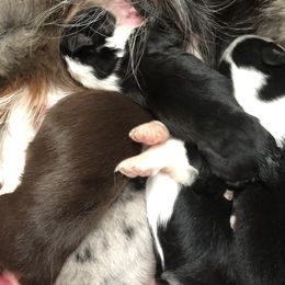 Australian Shepherd Puppies from Azzo Aussies
