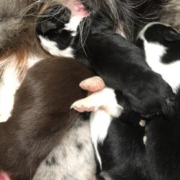 Australian Shepherd Puppies from Azzo Aussies