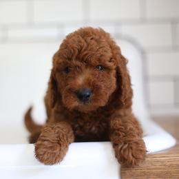 Gus - Apricot male Goldendoodle puppy in Stevens, Pennsylvania from Pebble Paws Lane