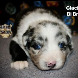 Glacier - Blue merle female Miniature Australian Shepherd puppy in El Dorado Springs, Missouri from HP Aussie Kennels