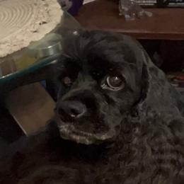 Selina - Cocker Spaniel