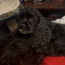 Selina - Cocker Spaniel