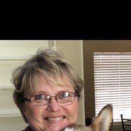 American Corgi and Pembroke Welsh Corgi Puppies from Corgi Daze