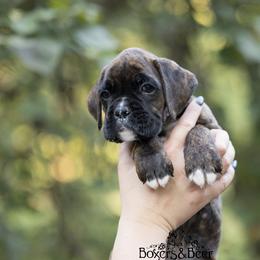 Red - Brindle male Boxer puppy in Catlett, Virginia from Honey and Coal Kennels
