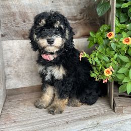 Goldendoodle Puppies from JEM’s doodles