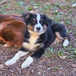Girl 5 - Black tri-color female Australian Shepherd puppy in Keyser, West Virginia from Heartfelt Hollow Farm