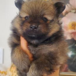 Carl Dean - Orange sable male Pomeranian puppy in Saint Charles, Missouri from Bisous Pomeranians & Heartland Sh