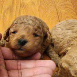 Poodles from Bella Babies