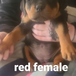 Girl 3 - Rottweiler puppy in Maplewood Park, Ohio from Outlaw Rottweilers and Training