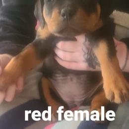 Girl 3 - Rottweiler puppy in Maplewood Park, Ohio from Outlaw Rottweilers and Training