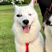 Yakutian Laikas from Caldersong Kennels