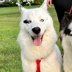 Yakutian Laikas from Caldersong Kennels