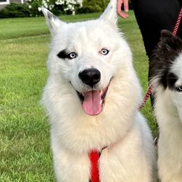 Yakutian Laikas from Caldersong Kennels