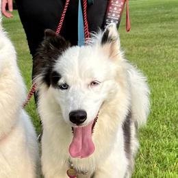 Yakutian Laikas from Caldersong Kennels