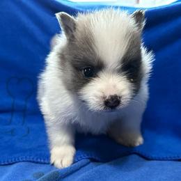 Boy 2 - Blue merle male Pomeranian puppy in Decatur, Iowa from Lisa Greenhalgh