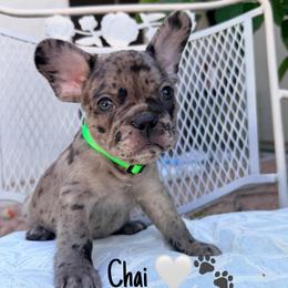 Chai - Tricolors male French Bulldog puppy in Peoria, Arizona from A Quality French Bulldogs AZ