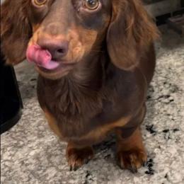 Maggie moon pie - Chocolate female Dachshund puppy in Queen Creek, Arizona from Wigglebutt Miniature Dachshund Az