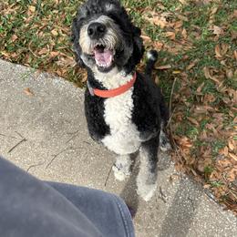 Juni - Bernedoodle