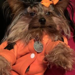Yorkshire Terrier Puppies from Missy Lu Lap Puppies