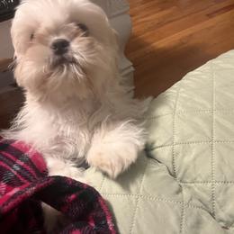 Shih Tzu Puppies from Meadow lane pups