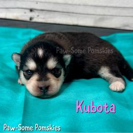 Kubota - Black and white female Pomsky puppy in Krum, Texas from Paw-Some Pomskies