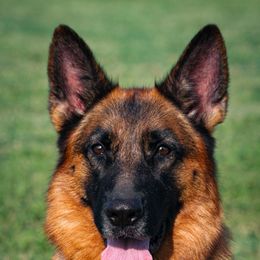 Tiger - German Shepherd