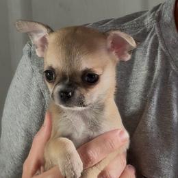 Beverly Hills - Fawn female Chihuahua puppy in Spring Hill, Florida from Stardom Chihuahuas & CKCS