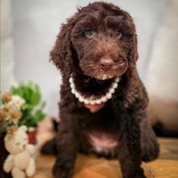Indie - Chocolate female Double Doodle puppy in Cleveland, Tennessee from Edgewater Doodles & Designer Pups