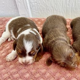 Dachshunds from Twisted H Dachshunds