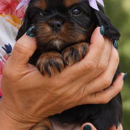 Junie - Black and tan female Cavalier King Charles Spaniel puppy in Greensboro, North Carolina from Hyde Park Cavaliers