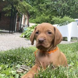 Selma - Golden rust female Vizsla puppy in Bloomington, Indiana from Envizion