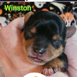 Winston - Black and gold male Yorkshire Terrier puppy in Moses Lake, Washington from Harmony Hills Yorkies