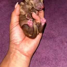 AKC Chocolate Based Cream Brindle - Brindle female Dachshund puppy in Lehigh Acres, Florida from Ruby Rose Dachshund Dynasty