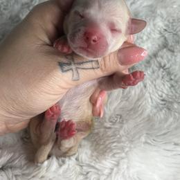 Boy four - Cream male Dachshund puppy in Payette, Idaho from NT Mini Doxies