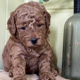 Isaac - Apricot male Goldendoodle puppy in Gay, Georgia from That’s My Puppy