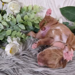Goldendoodle and Poodle Puppies from Arizona Poodle Queen