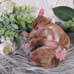 Goldendoodle and Poodle Puppies from Arizona Poodle Queen
