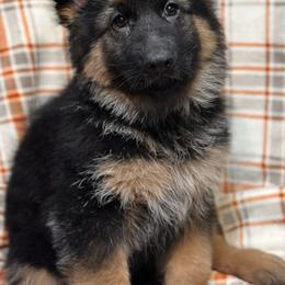 Xenos - Yellow - Black and red male German Shepherd puppy in Iola, Wisconsin from Aus Hütehunde German Shepherds