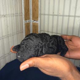 Tinkerbell - Blue female Poodle puppy in Fort Lauderdale, Florida from SoFlo Standard Poodles