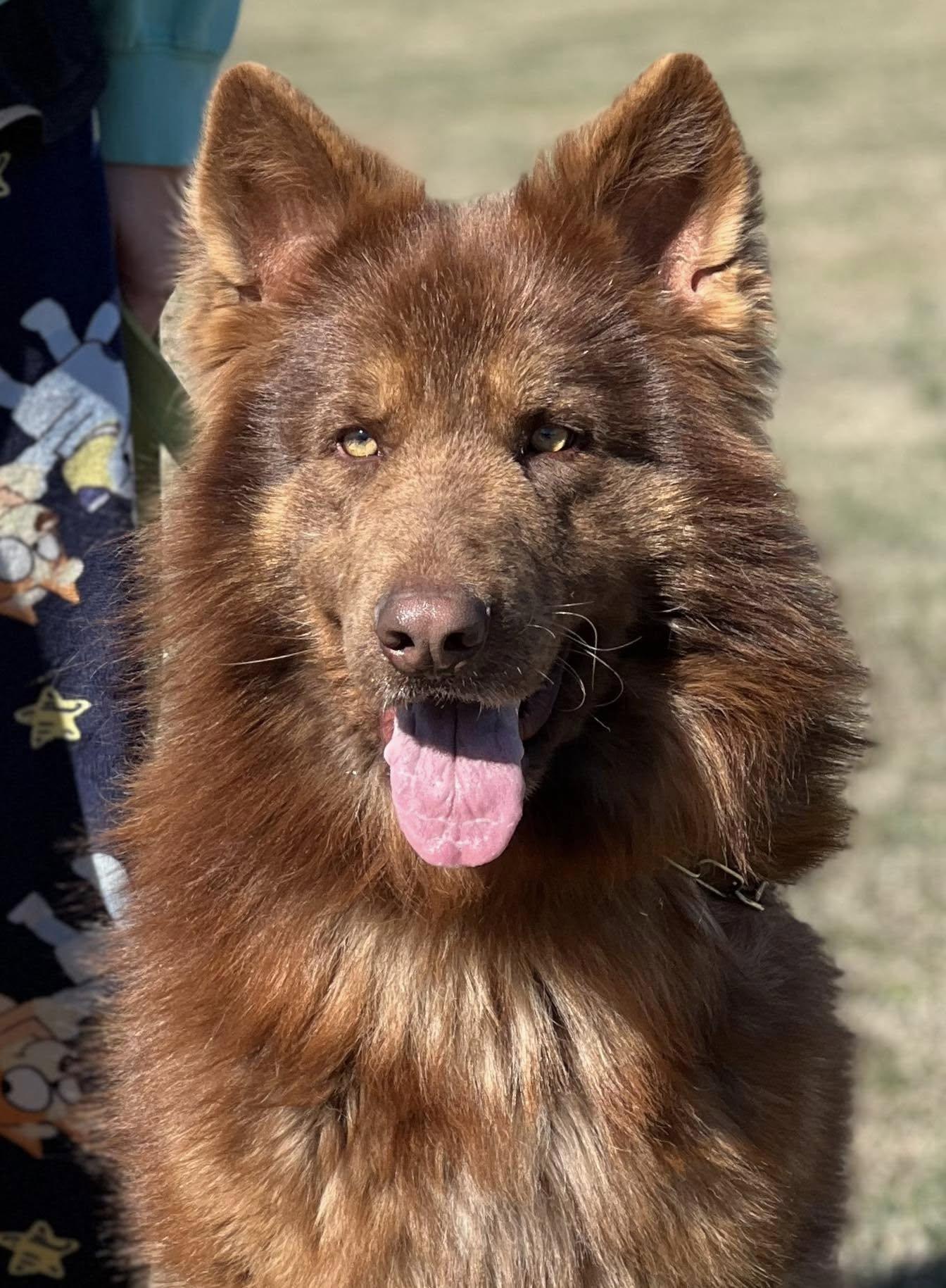 Kovu