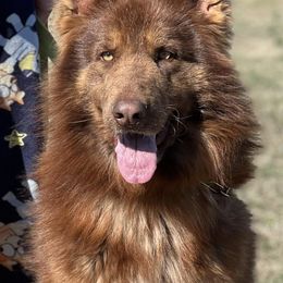 Kovu - German Shepherd