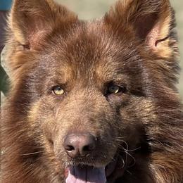 Kovu - German Shepherd