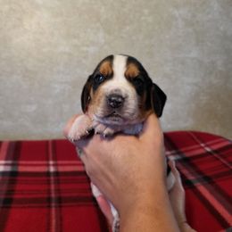 Boy 2- Cowboy - Black tan and white male Beagle puppy in Bell, Florida from Pridgeon Kennels
